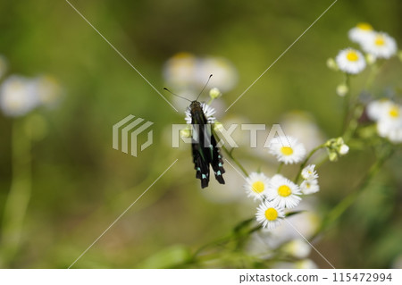 Bluebottle 和 Halzion 115472994