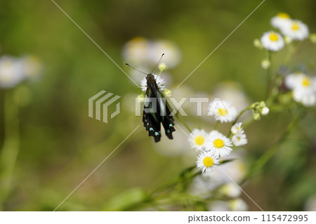 Bluebottle 和 Halzion 115472995