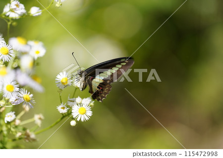 Bluebottle 和 Halzion 115472998