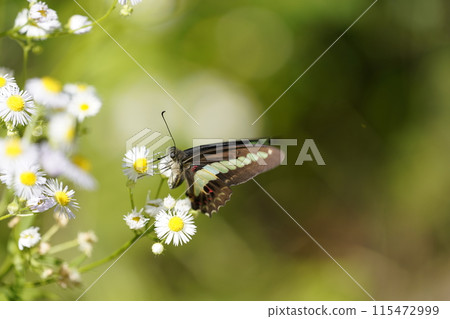 Bluebottle and Halzion 115472999