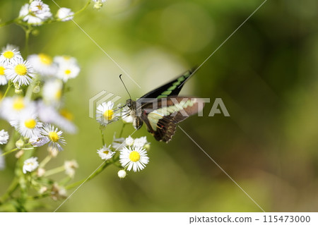 Bluebottle 和 Halzion 115473000