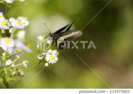 Bluebottle and Halzion 115473003