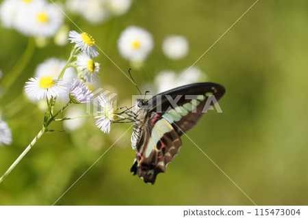 Bluebottle and Halzion Bluebottle and Halzion 115473004