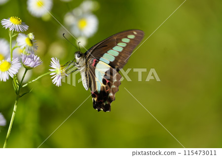 Bluebottle 和 Halzion 115473011