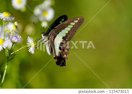 Bluebottle and Halzion Bluebottle and Halzion 115473013