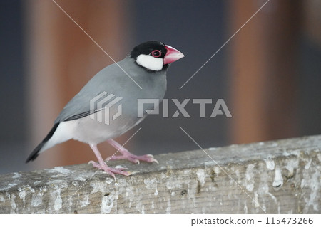 Buncho - Sagamihara Asamizo Park Fureai Animal Square - 115473266