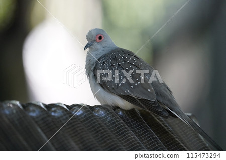 Diamond dove ~ Sagamihara Asamizo Park Fureai Animal Square ~ Diamond dove ~ Sagamihara Asamizo Park Fureai Animal Square ~ 115473294