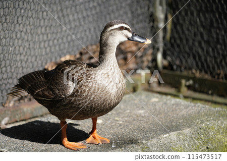 斑嘴鴨～相模原麻溝公園寵物動物廣場～ 115473517