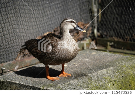 斑嘴鴨～相模原麻溝公園寵物動物廣場～ 115473526