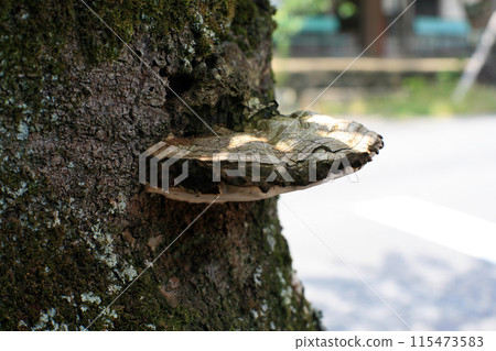 Chrysanthemum fungus 115473583