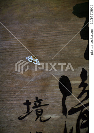 Geometrid moth on a temple wall 115473602