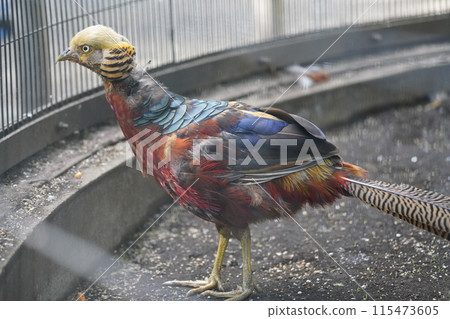 雄金雉～相模原淺水公園親合動物廣場～ 115473605