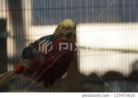 Male Golden Pheasant ~ Sagamihara Asamizo Park Fureai Animal Square ~ Male Golden Pheasant ~ Sagamihara Asamizo Park Fureai Animal Square ~ 115473610