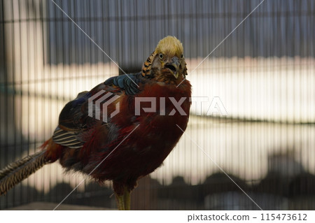 雄金雉～相模原淺水公園親合動物廣場～ 115473612