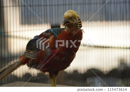 雄金雉~相模原淺水公園親合動物廣場~ 雄金雉~相模原淺水公園親合動物廣場~ 115473614