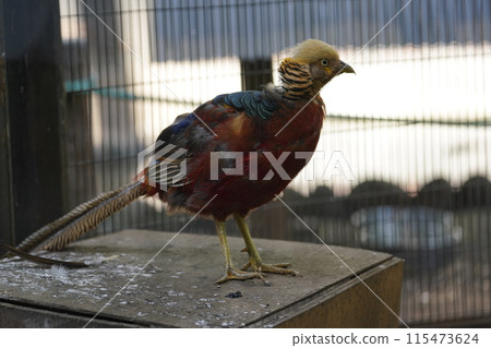 Male Golden Pheasant ~ Sagamihara Asamizo Park Fureai Animal Square ~ Male Golden Pheasant ~ Sagamihara Asamizo Park Fureai Animal Square ~ 115473624