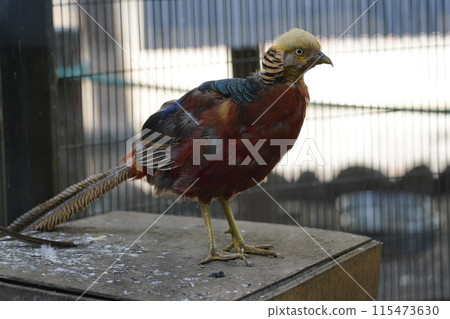 Male Golden Pheasant ~ Sagamihara Asamizo Park Fureai Animal Square ~ Male Golden Pheasant ~ Sagamihara Asamizo Park Fureai Animal Square ~ 115473630