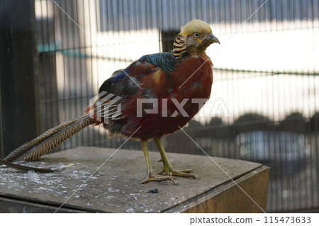 Male Golden Pheasant ~ Sagamihara Asamizo Park Fureai Animal Square ~ Male Golden Pheasant ~ Sagamihara Asamizo Park Fureai Animal Square ~ 115473633