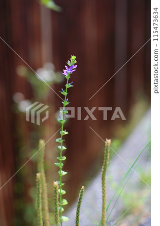 Tin warehouse and bellflowers 115473634