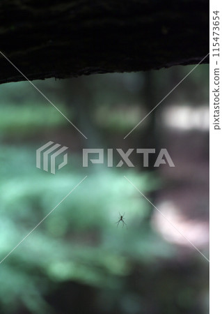 寺廟屋簷上的蜘蛛網 115473654