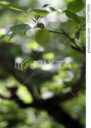 Blue plum fruit Blue plum fruit 115473660