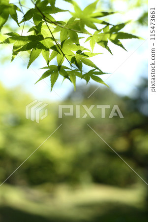 Refreshing fresh green 115473661