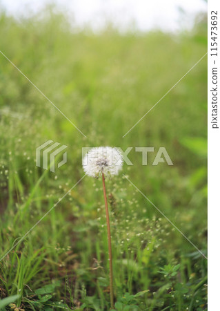 Cotton hair of a cotton pumice 115473692