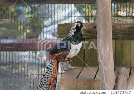 Male Amherst's Pheasant ~ Sagamihara Asamizo Park Animal Park ~ Male Amherst's Pheasant ~ Sagamihara Asamizo Park Animal Park ~ 115473767