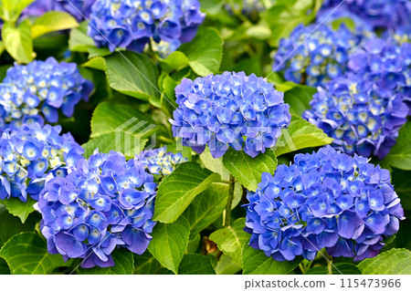 雨季圖像 115473966