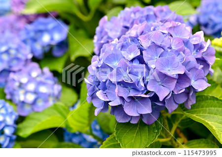 Rainy season image Rainy season image 115473995