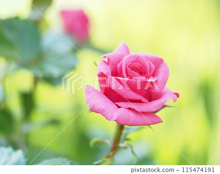  Pink rose in the garden 115474191