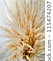 Pampas grass 115474207