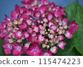 Pink color hydrangeas blooming in the rainy season 115474223