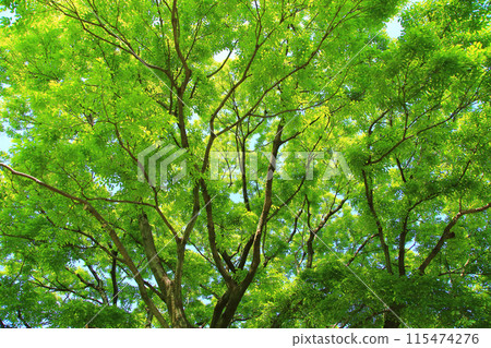 樹年輕葉子 115474276