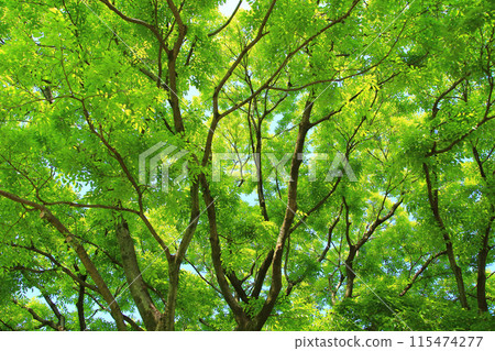 樹年輕葉子 115474277