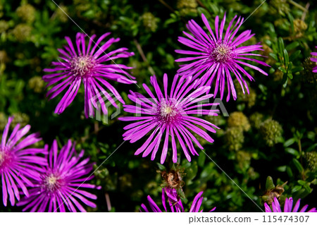 The flowers of Matsubagi are blooming 115474307