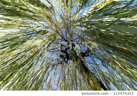 Looking up at the willow tree with a frog's perspective Looking up at the willow tree with a frog's perspective 115474321