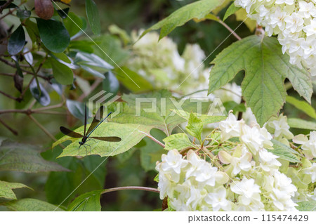 A black-winged dragonfly resting on the leaves of an oak-leaf hydrangea 115474429