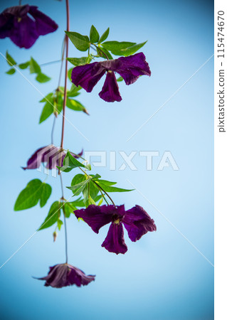 branch of blooming purple clematis, isolated on blue background branch of blooming purple clematis, isolated on blue background 115474670