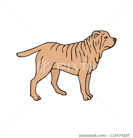 Vector hand drawn colored Shar Pei dog Vector hand drawn colored Shar Pei dog 115474887