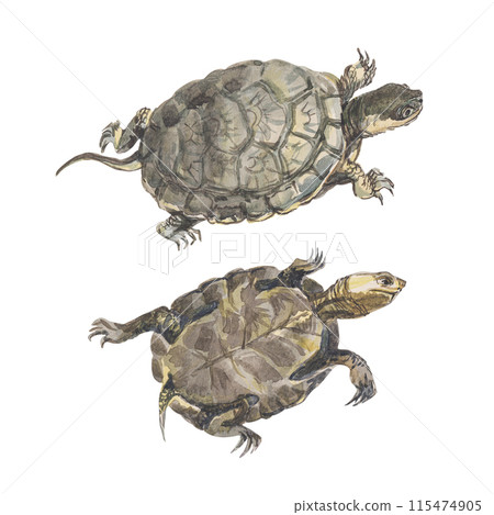 Watercolor turtles isolated on white background. Watercolor turtles isolated on white background. 115474905