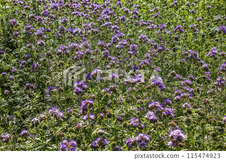 Blooming purple tansy leaf phacelia plants Phacelia tanacetifolia in a summer meadow 115474923