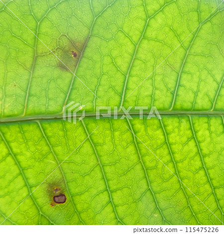 close up green leaf texture close up green leaf texture 115475226