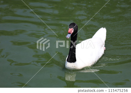 The black neck and White goose in river 115475256