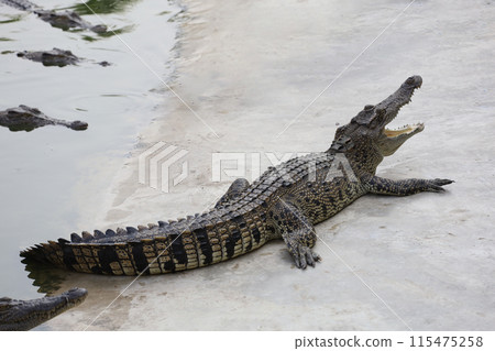 The salt crocodile swimming on the river near canal The salt crocodile swimming on the river near canal 115475258