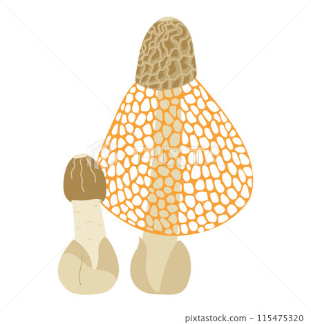Bamboo mushrooms, veiled lady edible delicious mushroom. Phallus indusiatus Bamboo mushrooms, veiled lady edible delicious mushroom. Phallus indusiatus 115475320