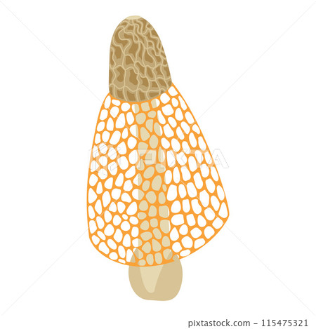Bamboo mushroom, veiled lady edible delicious mushroom. Phallus indusiatus  115475321