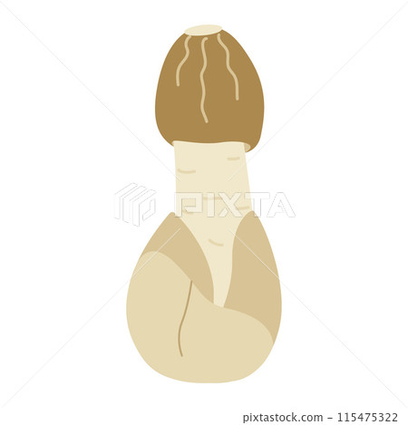 Small bamboo mushroom, veiled lady edible delicious mushroom. Phallus indusiatus Small bamboo mushroom, veiled lady edible delicious mushroom. Phallus indusiatus 115475322