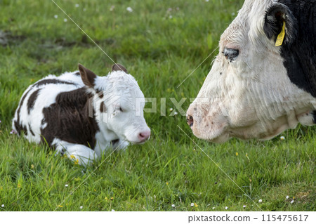 Mother cow and young baby cow resting on a meadow in Ireland 115475617