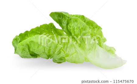 Iceberg Lettuce on white background Iceberg Lettuce on white background 115475670